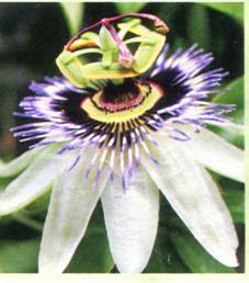 exotique_passiflore.bmp