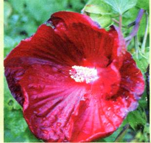 exotique4_hibiscus.bmp