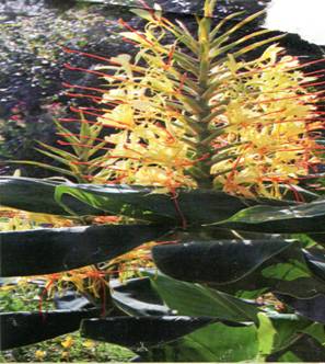 exotique5_gingembre.bmp