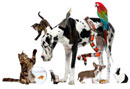 Bien choisir son animal