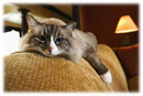 Choisir son chat