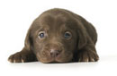 Bien choisir son chien