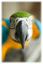 Bien choisir son oiseau
