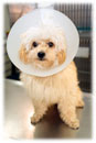 Maladies du chien