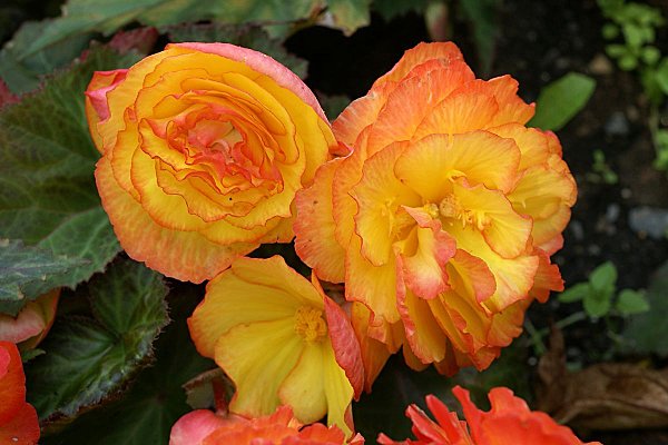  Photo gratuite Bgonia tubreux hybride - Begonia Tuberhybrida (horticole) 