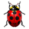 Insecte coccinelle animal insecte coccinelle icone 96x96 