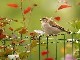 Moineau sur un grillage