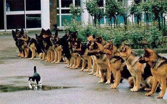 http://img80.imageshack.us/img80/2479/animaux060tt2.jpg