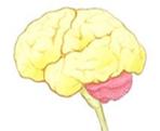 Cerveau