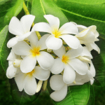 jasmine45